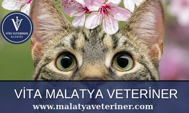 Malatya Veteriner
