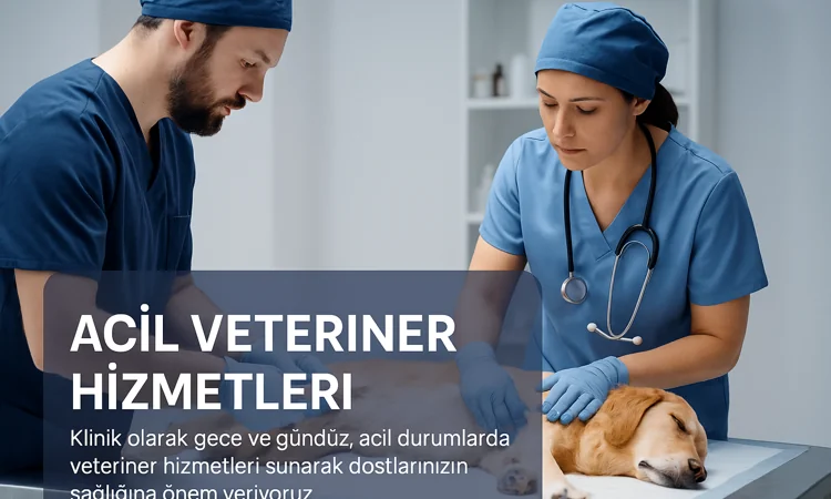 Malatya Vita Veteriner Kliniği – 7/24 Acil Veteriner Hizmetleri