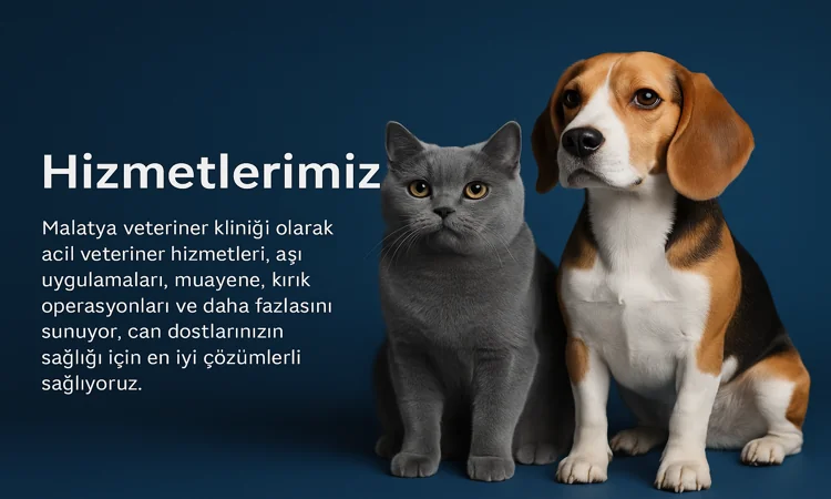 Malatya Vita Veteriner Kliniği – Acil, Cerrahi ve Profesyonel Veteriner Hizmetleri
